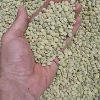 عدس اعلا خوشپختو ودرشت به شرط