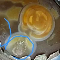 انگشتر باباقوری کهنه