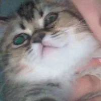 گربه ‌ی بیریتیش دو ماهه اولین واکسن خورده شده|گربه|آبیک, |دیوار