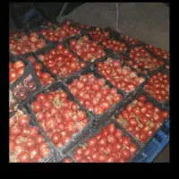 گوجه و آبگیری گوجه