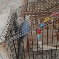 طوطی برزیلی رنگ خاص