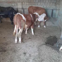 گوساله نر
