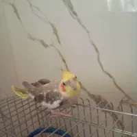 عروس هلندی|پرنده|سیرجان, |دیوار