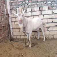 نر بز سانن|حیوانات مزرعه|زاهدان, |دیوار