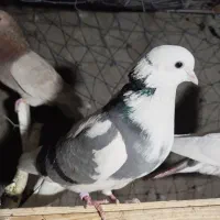 کبوتر  پرشی