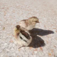 جوجه مرغ|حیوانات مزرعه|شهرضا, |دیوار