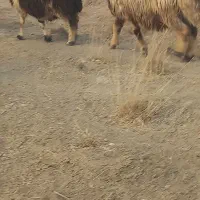 بزغاله نر وقوچ|حیوانات مزرعه|سمیرم, |دیوار