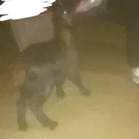 بزغاله خوشتیپ|حیوانات مزرعه|تربت‌حیدریه, فردوسی جنوبی|دیوار