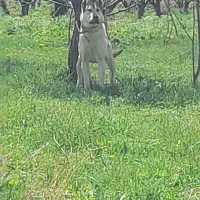 توله نر سرابی، پژدر