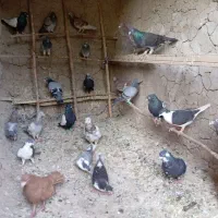 باسلام کلا فروشی همه هوایی بدون عیب وایراد