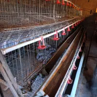 قفس مرغ تخمگزار|لوازم جانبی حیوانات|گهواره, |دیوار