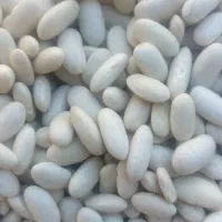 لوبیا سفید درجه یک بذر اصلاحی