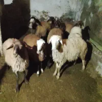 بره نر