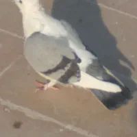 کفتر ساتن پرشی