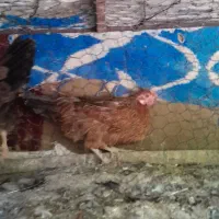 مرغ