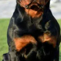 نیازمند ماده سگ روتفایلر برای جفتگیری