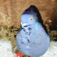 یه نر بلژیکی یقع پاپیونی سیاه کاکولی