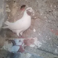 طوقی تیرماه