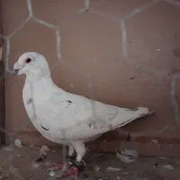 کفتر سینه سار  ساده|پرنده|مشهد, کوی سیدی|دیوار