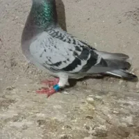 پلاکی|پرنده|خرمشهر, |دیوار