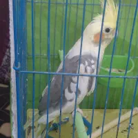یک  عروس هلندی نر با قفس و وسایل کامل نصف قیمت