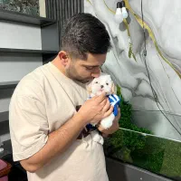 شیتزو مالتیز چشم ابی و چشم مشکی|سگ|کرج, شهرک بنفشه|دیوار