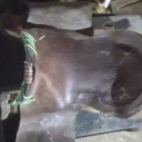 زین اسب|اسب و تجهیزات اسبسواری|اردکان, |دیوار