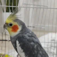 عروس هلندی نر