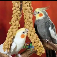 دان پرندگان