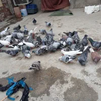 تعداد 60عددکبوتر یکجا باهم به فروش می‌رسد|پرنده|گرگان, |دیوار