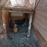 فروش مرغ وخروس وجوجه|حیوانات مزرعه|ایرانشهر, |دیوار