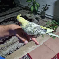 عروس هلندی اهلی نر