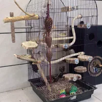 قفس بزرگ پرنده|لوازم جانبی حیوانات|خوی, |دیوار