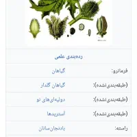 بذر گیاه دارویی تاتوره