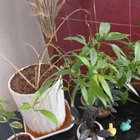 گل گلدان طبیعی|گل و گیاه طبیعی|مرودشت, فرهنگ|دیوار