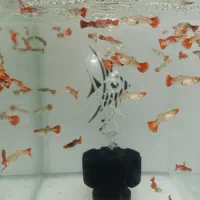 آکواریوم بولوق بولوق انواع گوپی در نژاد های مختلف