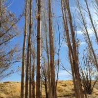 فروش چوب صنوبر|خدمات باغبانی و درختکاری|باوله, |دیوار