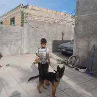 سگ ژرمن|سگ|بم, |دیوار