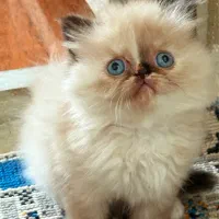 پرشین ماده|گربه|رشت, منظریه|دیوار