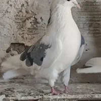 کبوتر|پرنده|صوفیان, |دیوار