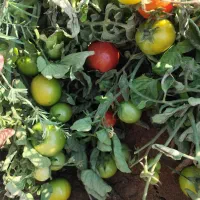 گوجه سبز و دورنگ چین اول