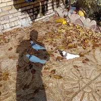 ۳ عدد طوقی بسیار زیبا|پرنده|قزوین, |دیوار