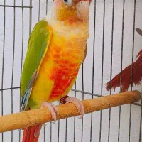 جفت طوطی گرینچیک کلکسیونی فقط 7900ت / ملنگو/عروس|پرنده|رشت, آتشگاه|دیوار