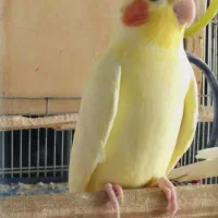 تخم و جوجه عروس هلندی لوتینو به شرط