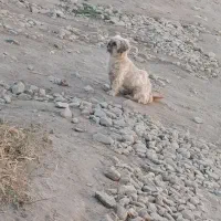 جیکو