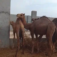 فروش شتر زنده باسکول