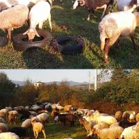 فروش گوسفند صحرایی نر چاق و ماده شکم دار|حیوانات مزرعه|کومله, |دیوار