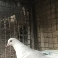 کبوتر قریب|پرنده|تهران, پاسداران|دیوار