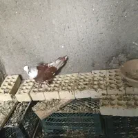 پرنده .کبوتر