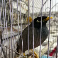 مرغ مینا سخنگو